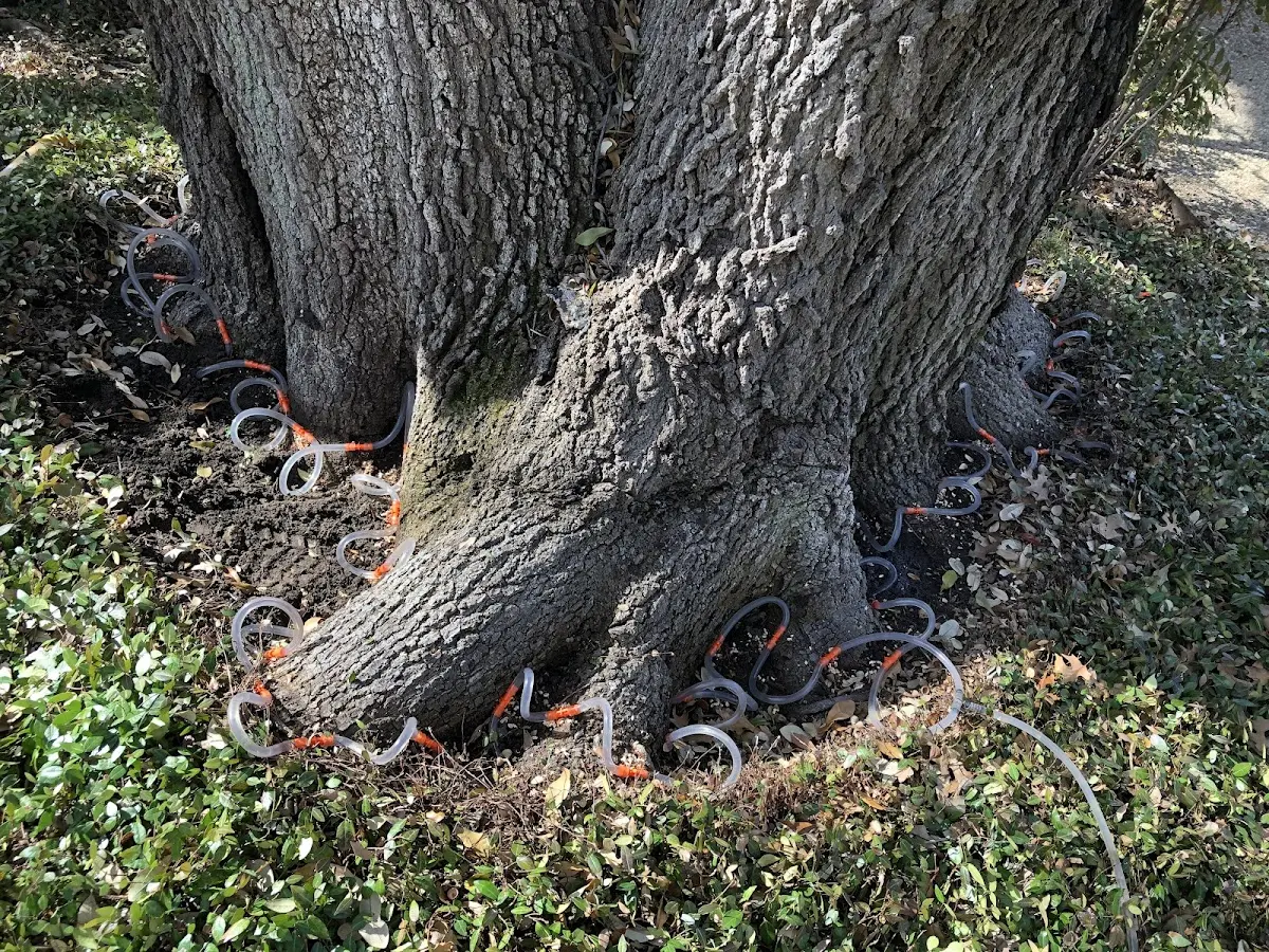 Detailed Tree Cabling and Bracing job site in Free Union
